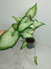 Sad Plants