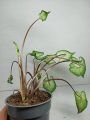 Sad Plants