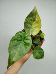 Alocasia Wentii Aurea