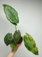 Alocasia Wentii Aurea