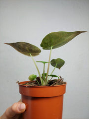 Alocasia Wentii Aurea