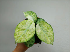 Alocasia Ninja Tricolor