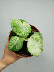 Alocasia Ninja Tricolor