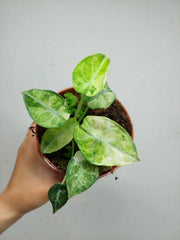 Alocasia Ninja Tricolor