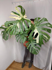 Monstera Thai Constellation XXL