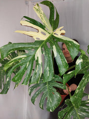 Monstera Thai Constellation XXL