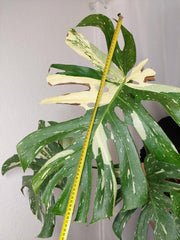 Monstera Thai Constellation XXL