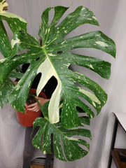Monstera Thai Constellation XXL