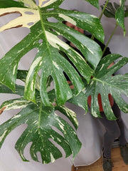 Monstera Thai Constellation XXL