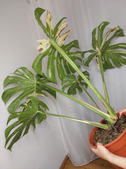 Monstera Thai Constellation XXL