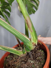 Monstera Thai Constellation XXL