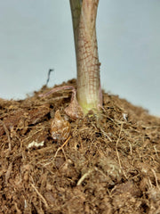 Alocasia Nobilis Pink (Rhizom / Bulbe)