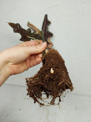 Alocasia Nobilis Pink (Rhizom / Bulbe)