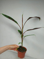 Musa Acuminata Zebrina
