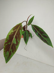 Musa Acuminata Zebrina