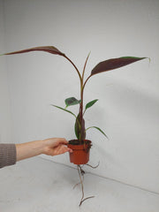 Musa Acuminata Zebrina