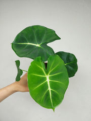 Alocasia Frydek Round