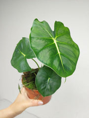 Alocasia Frydek Round