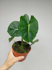 Alocasia Frydek Round