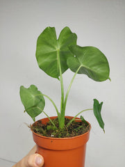 Alocasia Frydek Round