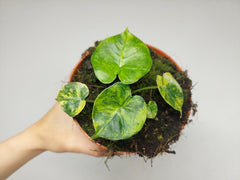Alocasia Frydek Round Aurea