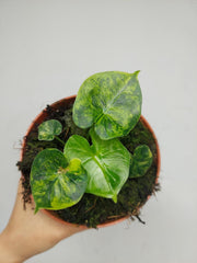 Alocasia Frydek Round Aurea