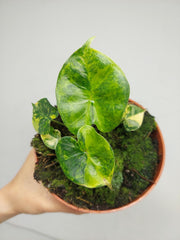 Alocasia Frydek Round Aurea