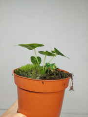 Alocasia Frydek Round Aurea