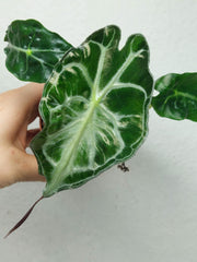 Alocasia Venom