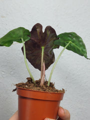 Alocasia Venom