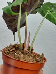 Alocasia Venom