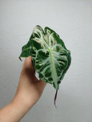 Alocasia Venom
