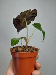 Alocasia Venom