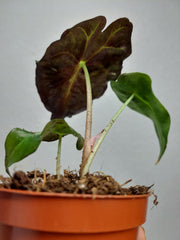Alocasia Venom