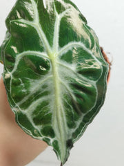 Alocasia Venom