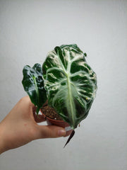 Alocasia Venom