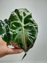 Alocasia Venom