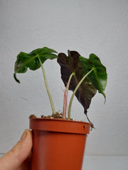 Alocasia Venom