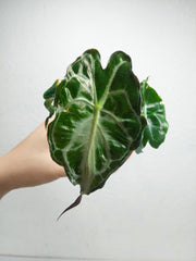 Alocasia Venom