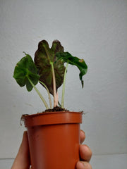 Alocasia Venom