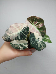 Alocasia Black Velvet Pink Variegata