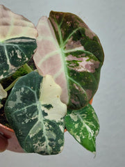 Alocasia Black Velvet Pink Variegata