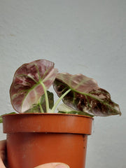 Alocasia Black Velvet Pink Variegata