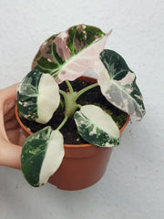 Alocasia Black Velvet Pink Variegata