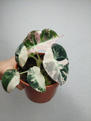 Alocasia Black Velvet Pink Variegata
