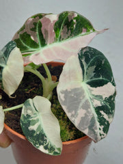 Alocasia Black Velvet Pink Variegata
