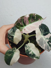 Alocasia Black Velvet Pink Variegata