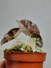 Alocasia Black Velvet Pink Variegata