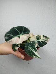 Alocasia Black Velvet Pink Variegata