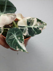 Alocasia Black Velvet Pink Variegata